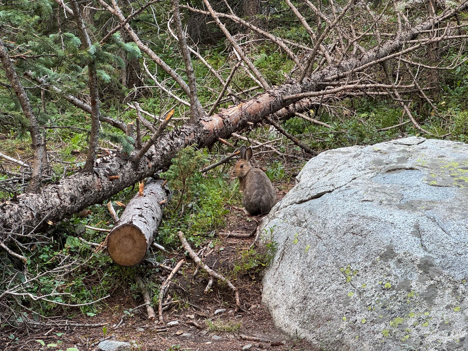 rabbit
