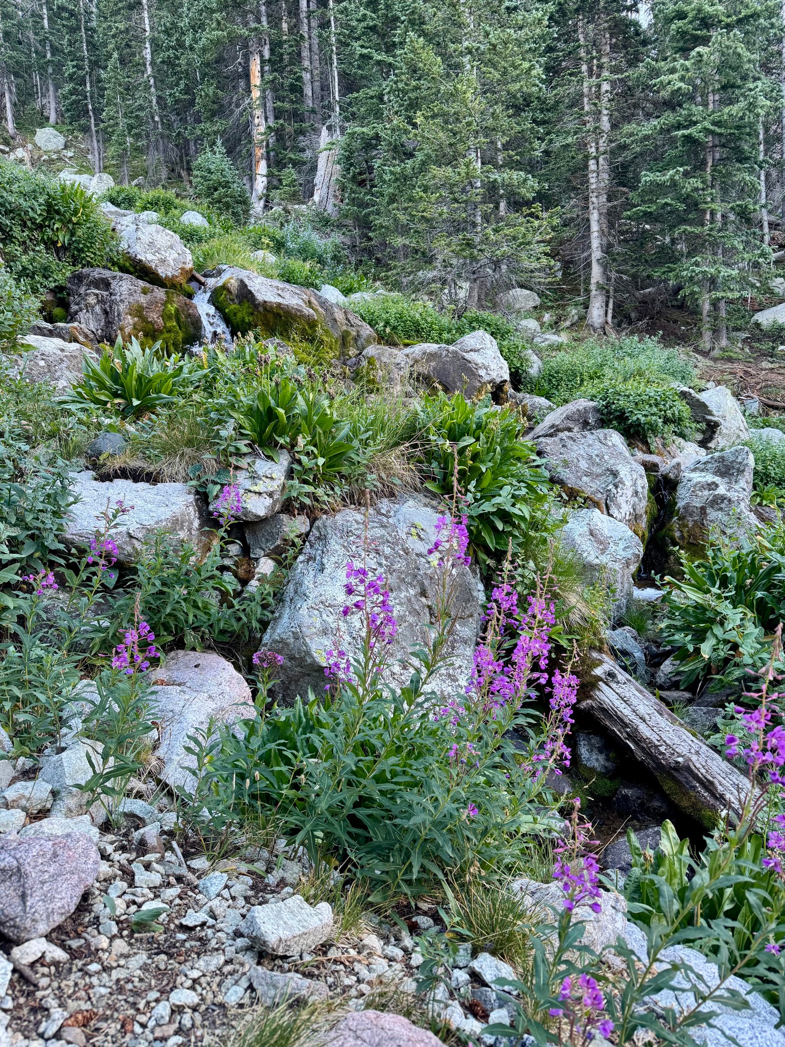 Lindsey wildflowers by stream