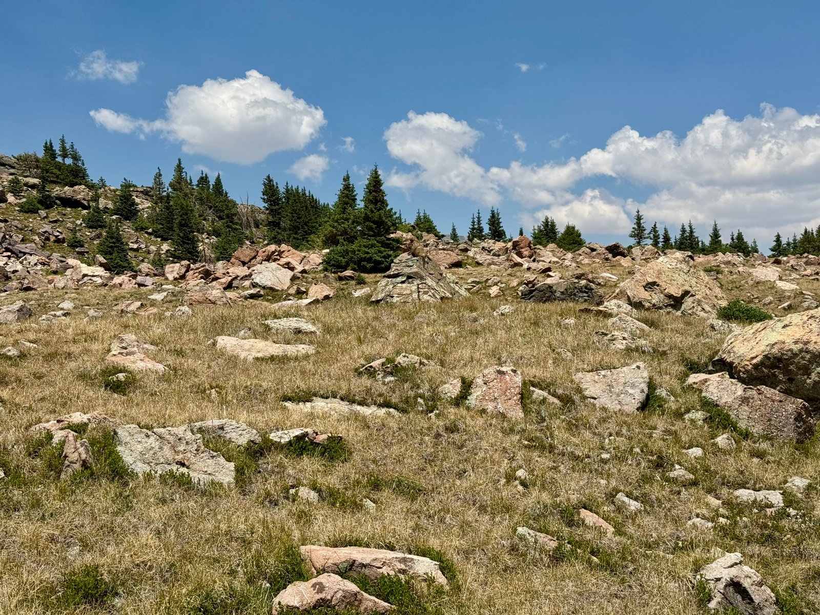 Lindsey basin marmot