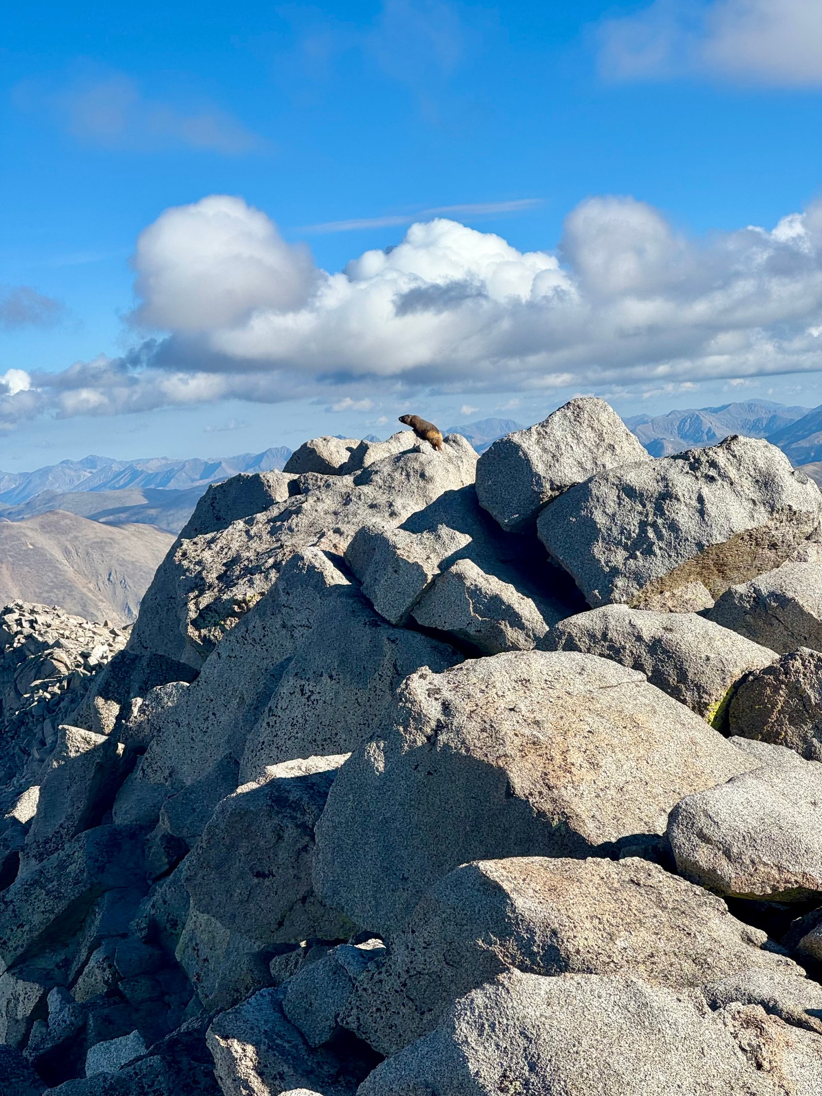 Shavano summit marmot